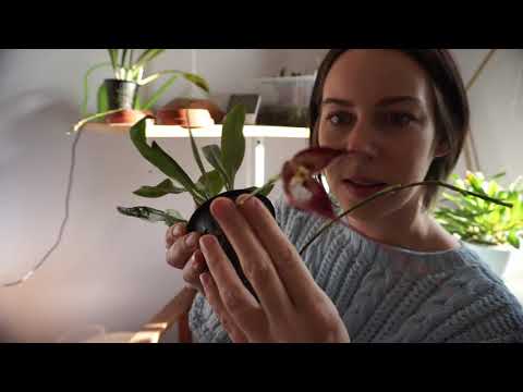 Выращиваем орхидею дракулу в домашних условиях