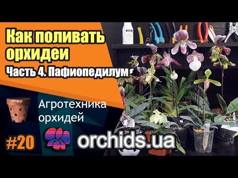 Как поливать орхидеи. Часть 4. Как поливать пафиопедилум (Paphiopedilum).