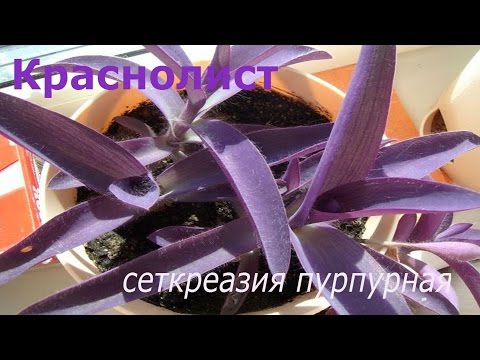 Краснолист Сеткреазия пурпурная