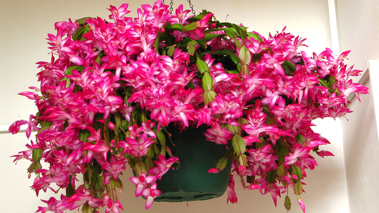 ТОП-8 безумно красивых комнатных растений, которые цветут зимой