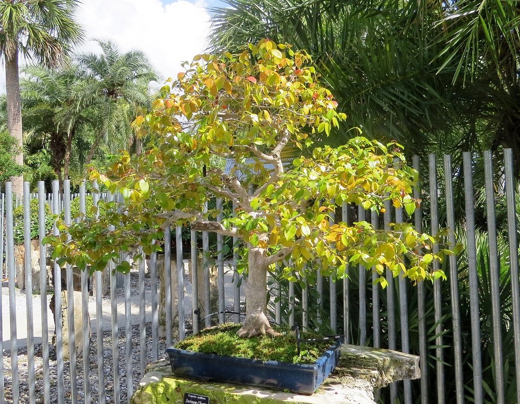 Суринамская вишня, или Питанга, или Евгения одноцветковая (Eugenia uniflora)