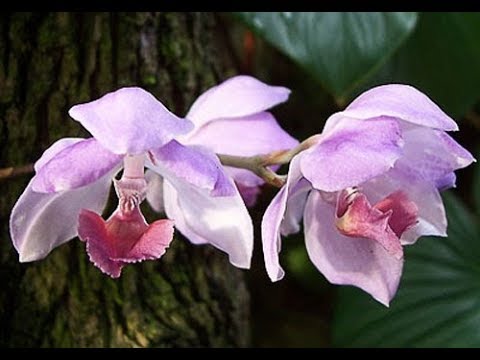 Орхидея Аганизия