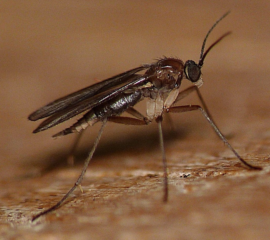 Сциарида (Sciaridae), или Листовой комарик, или Детритница, или Почвенный комарик, или цветочная мошка