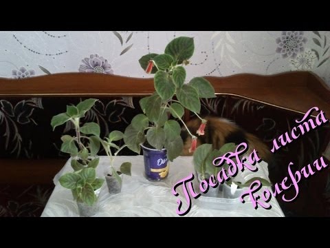 Комнатное растение колерия: размножение листом в домашних условиях