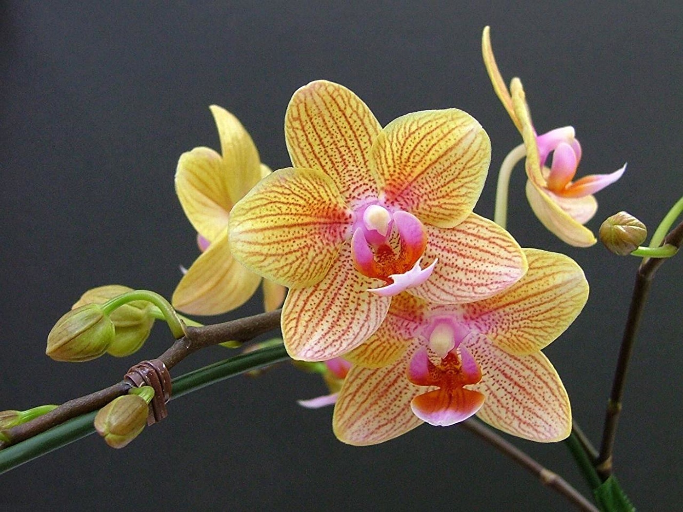 3 действенных способа спасти орхидею от загнивания после пересадки