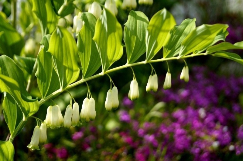 5 красивых и стойких растений для самых тенистых уголков вашего сада