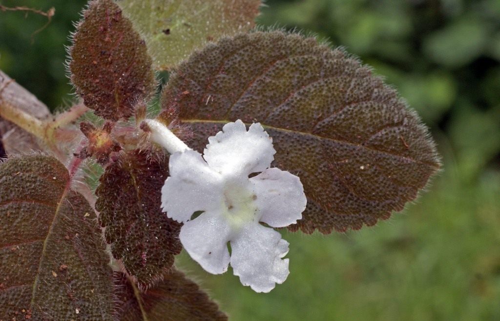 Эписция лиловая (Episcia lilacina)