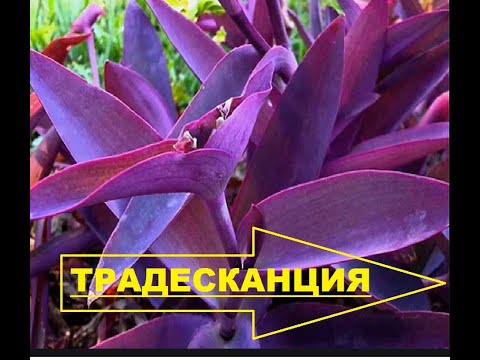 Традесканция фиолетовая пурпурная - уход, размножение черенкованием.