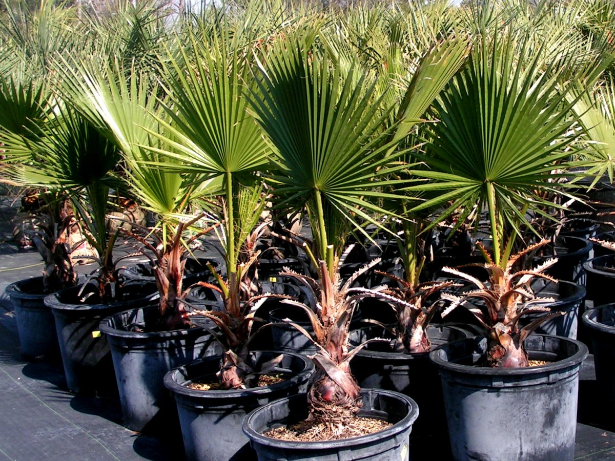 Пальма Вашингтония филифера (Washingtonia filifera)