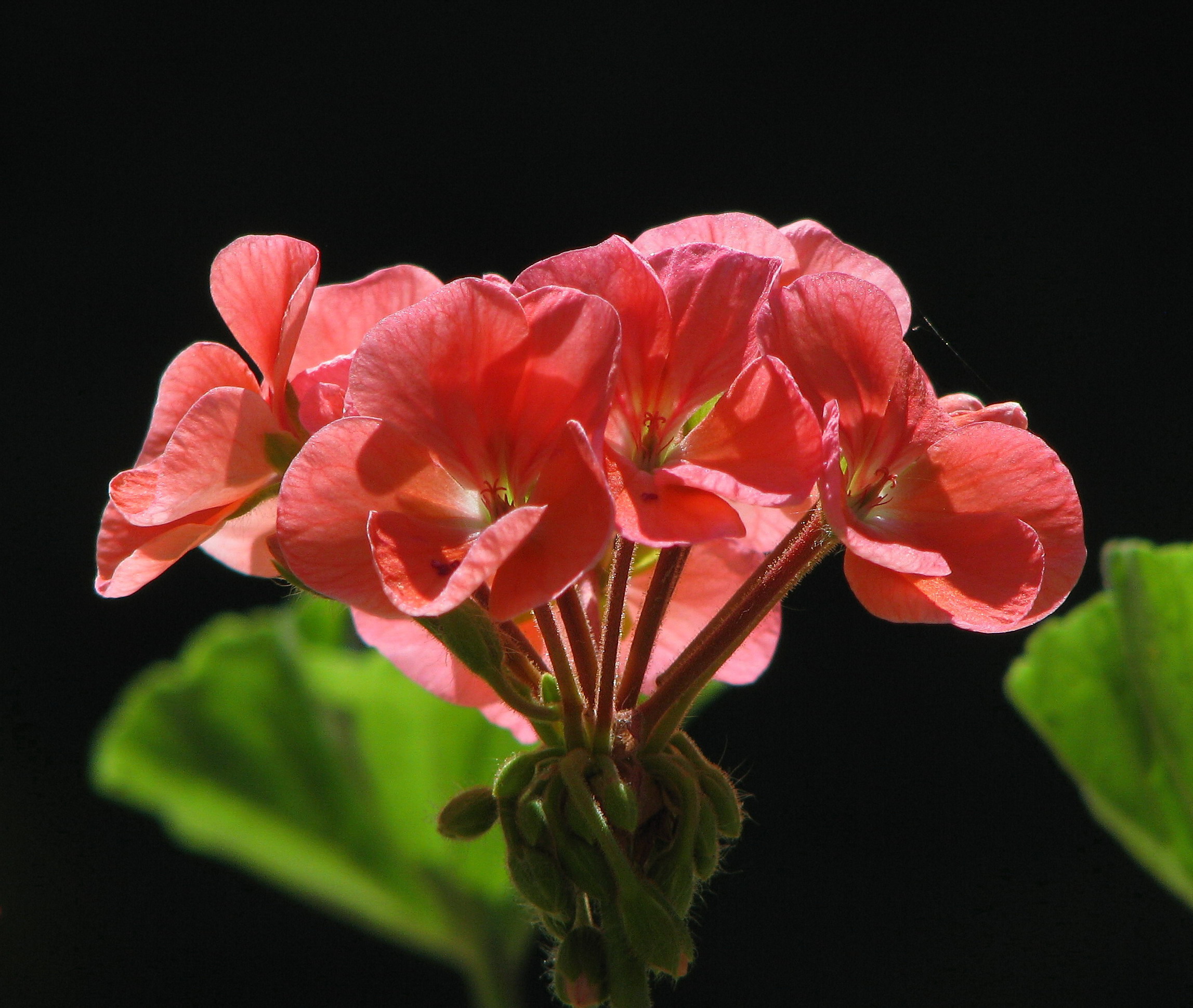 5 типичных ошибок в уходе за геранью, из-за которых растение не цветет