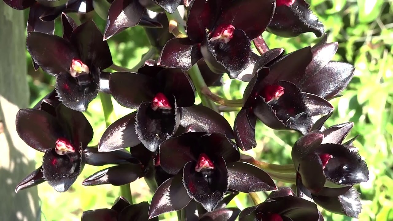 Темнее ночи: какой вид орхидеи считается самым черным по цвету