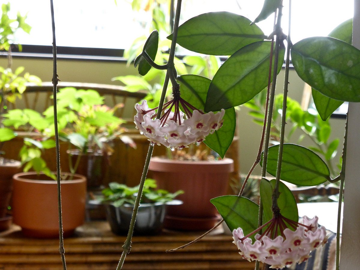 Ароматы круглый год: душистые растения для комнат и зимних садов