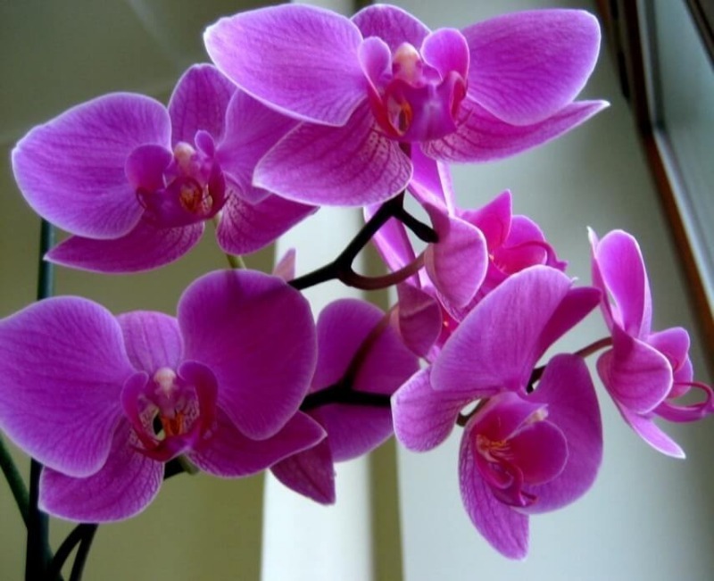 Чем я поливаю орхидею, чтобы она выпустила цветонос