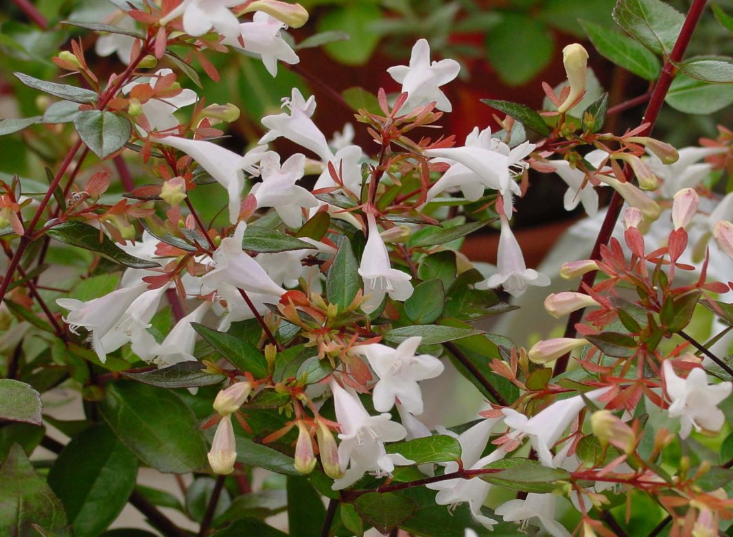 Абелия крупноцветковая (Abelia x grandiflora)