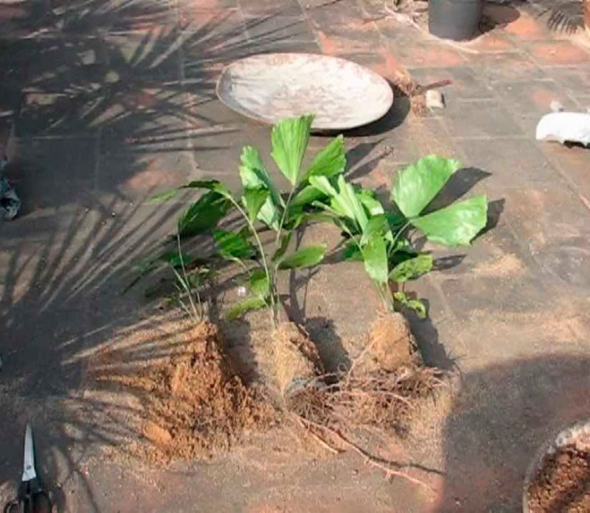 Пересадка пальмы кариота