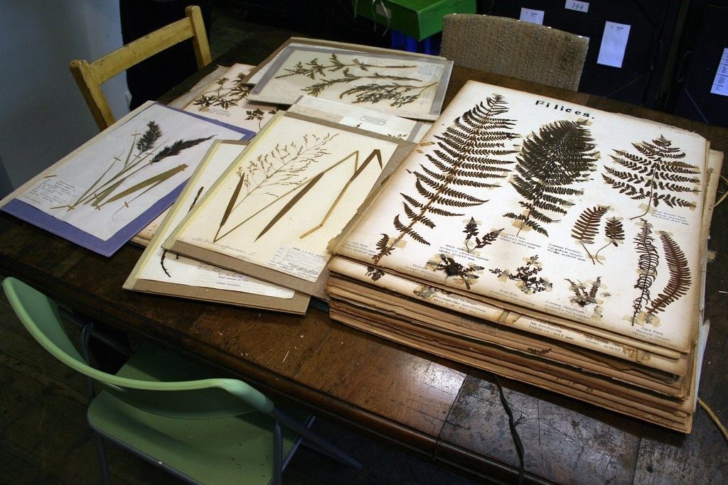 Коллекция гербариев Южного Лондонского Ботанического института.