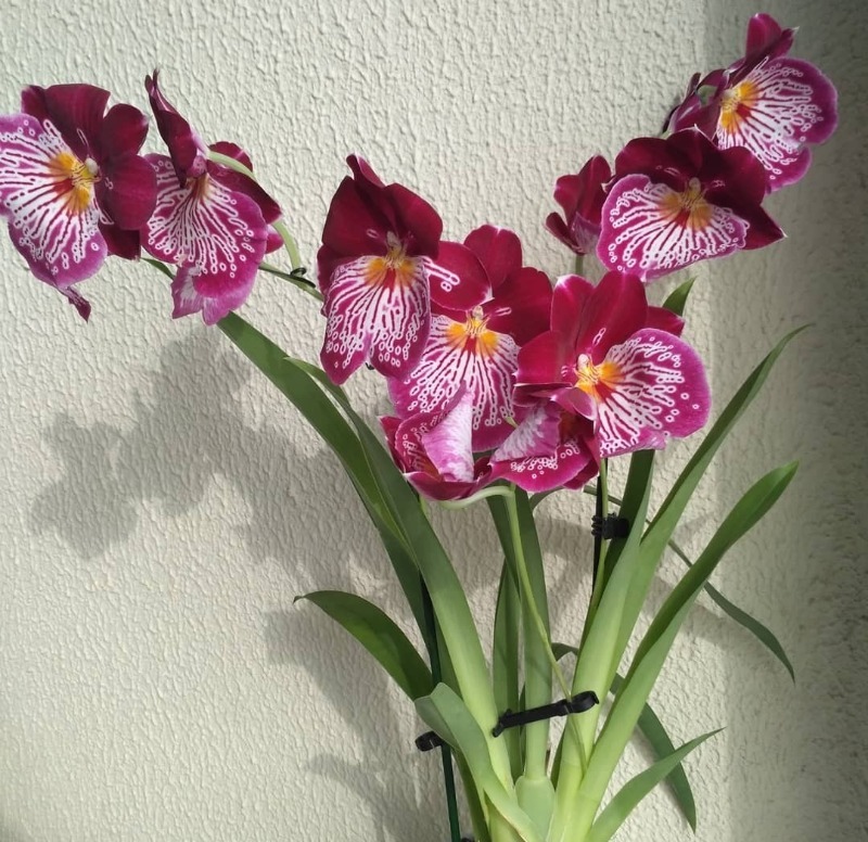 6 видов некапризных орхидей — с ними справятся даже цветоводы-новички