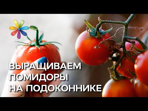 Как сажать помидоры в домашних условиях? – Все буде добре