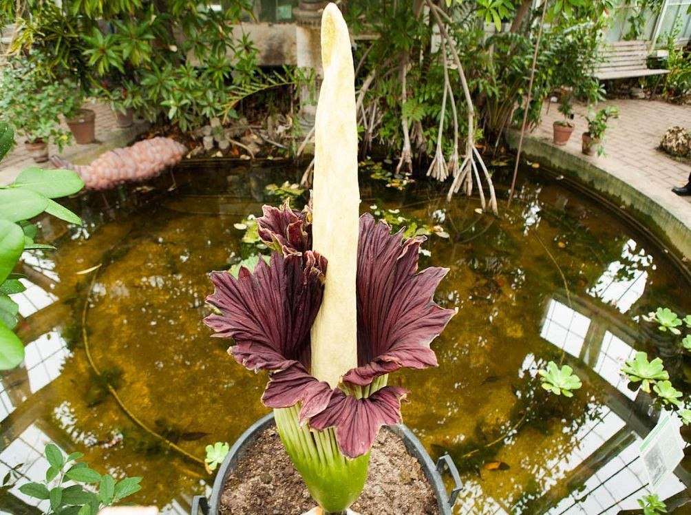 Аморфофаллус или «Трупный цветок»