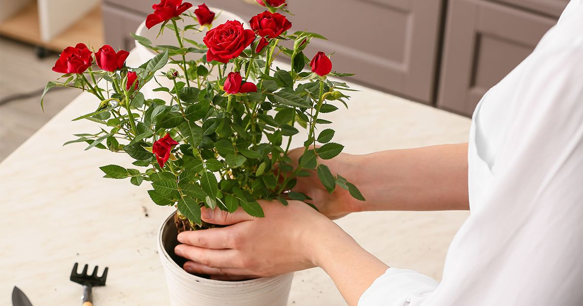 Пересаживайте здоровую комнатную розу только в конце зимы или самом начале весны, пока у неё не начался активный рост.