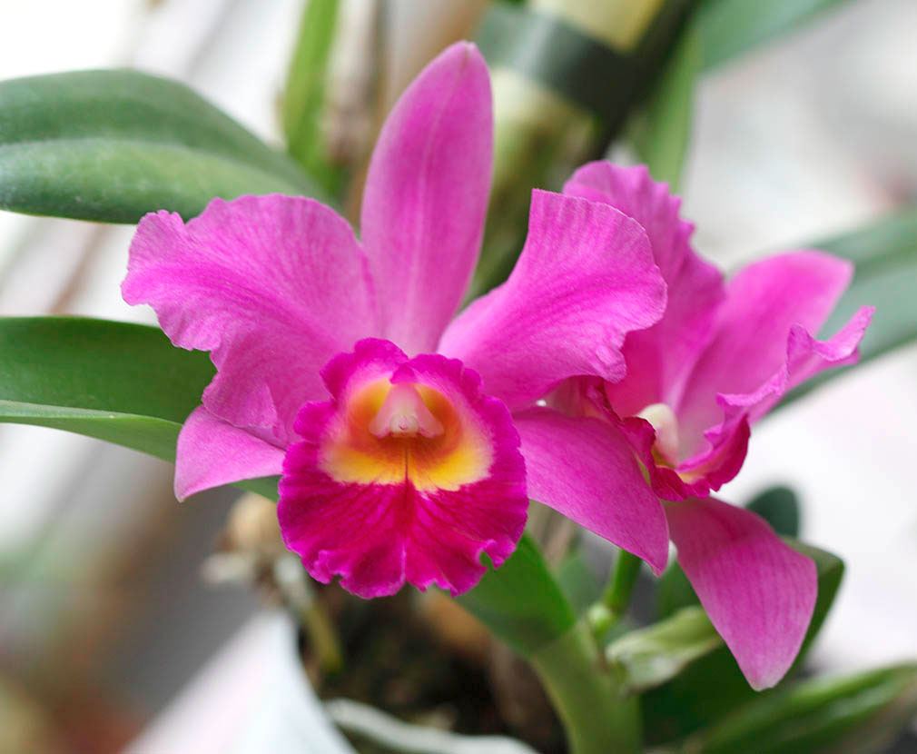 Уход за орхидеей каттлея в домашних условиях