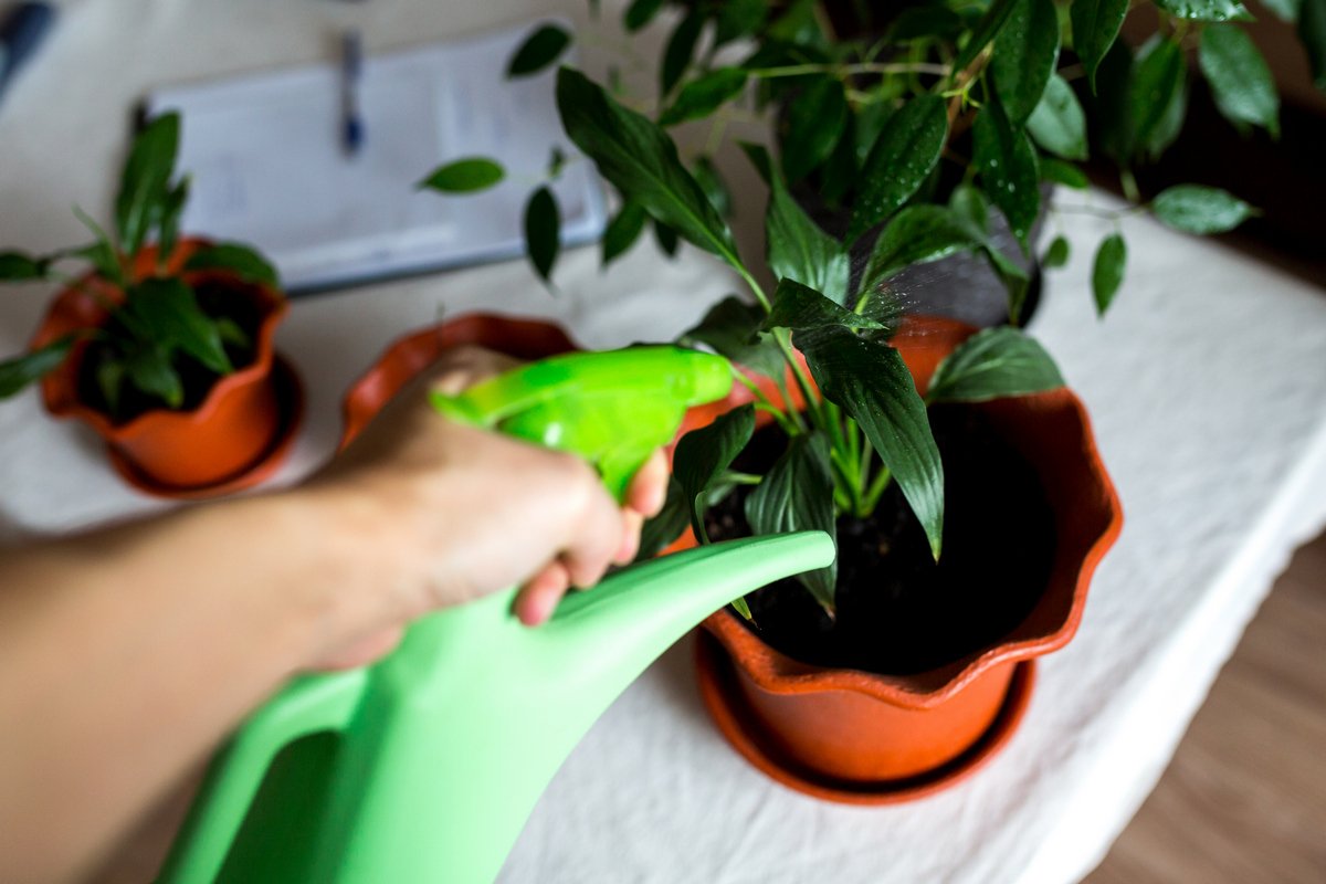 С замедлением роста, падением температур и сокращением освещения уменьшается и полив комнатных растений
