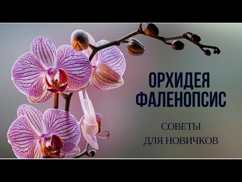 Орхидея ФАЛЕНОПСИС. СОВЕТЫ ДЛЯ НАЧИНАЮЩИХ