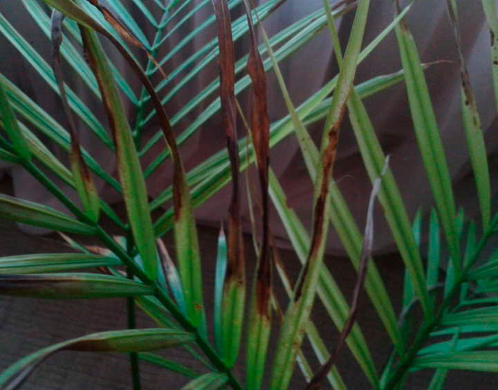 Листья финиковой пальмы темнеют