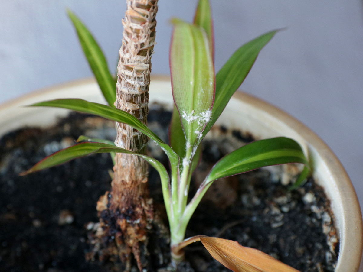 Мучнистый червец на комнатных растениях — профилактика и борьба