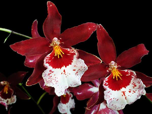Фото орхидеи камбрии
