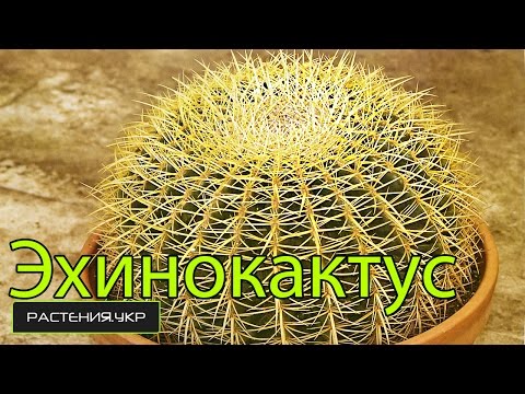 Эхинокактус грузони / Уход за кактусом