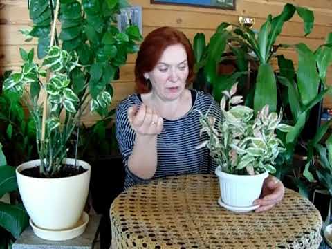 Интересное растение педилантус