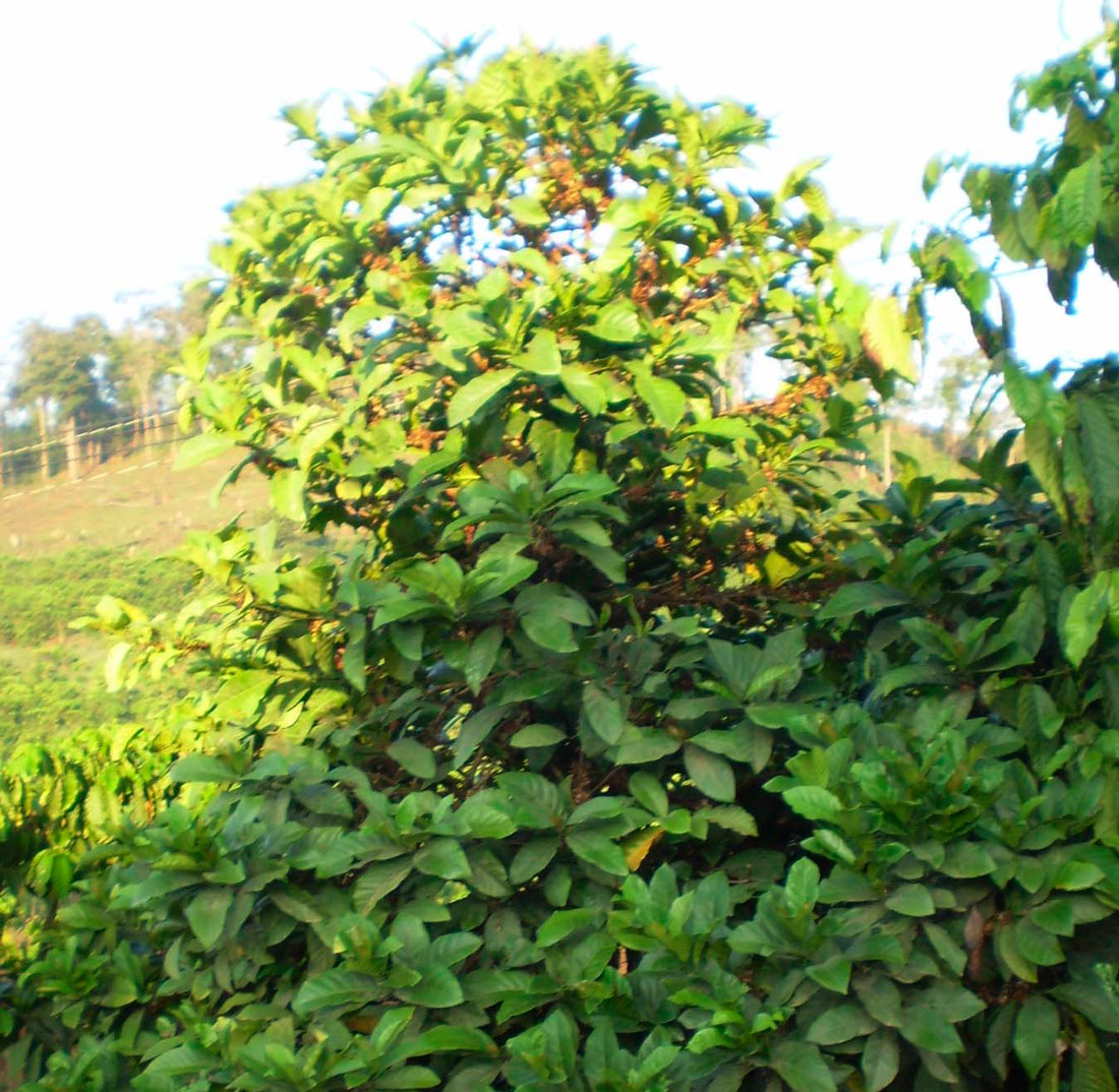 Либерийское кофейное дерево