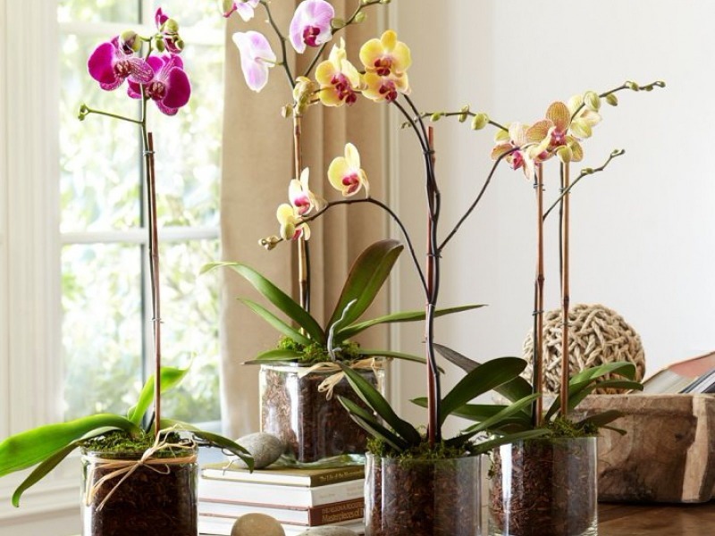 Как я вернула к жизни орхидею, которая осталась без корней