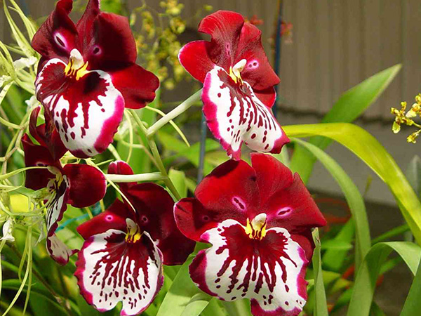Капризная орхидея