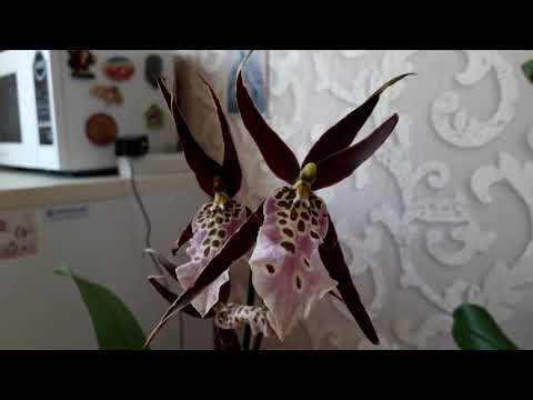 Брассия-орхидея паук.Содержание и уход.
