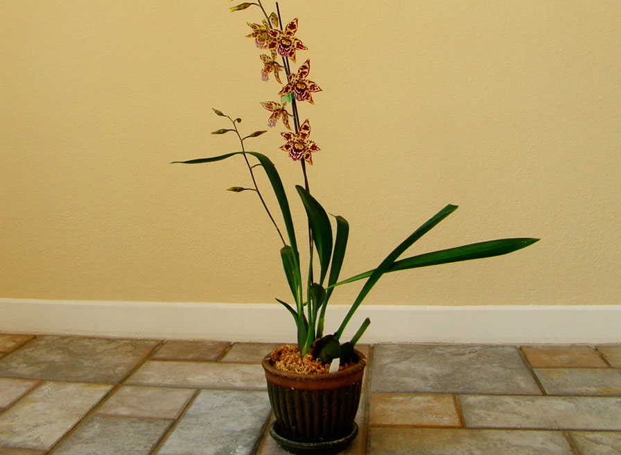 Уход за орхидеей одонтоглоссум в домашних условиях