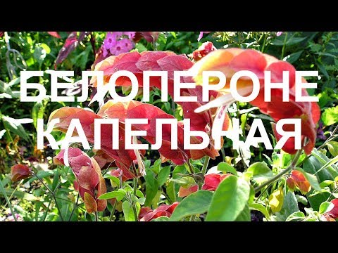 Белопероне - красивое комнатное растение