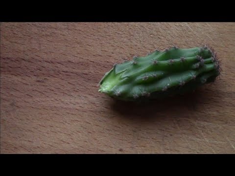 Кактус. Как укоренить обломок кактуса?