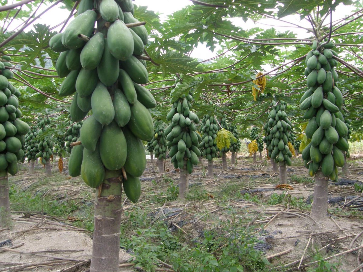 Выращивание папайи, или дынного дерева на плантации (Carica papaya)