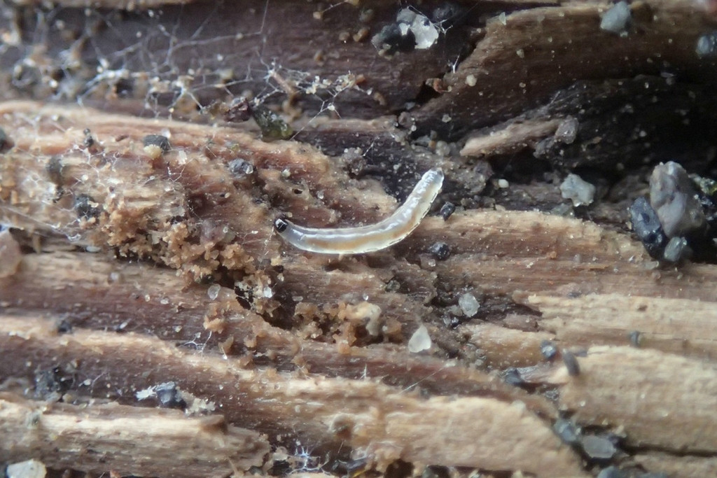 Личинка грибного комарика (Sciaridae)