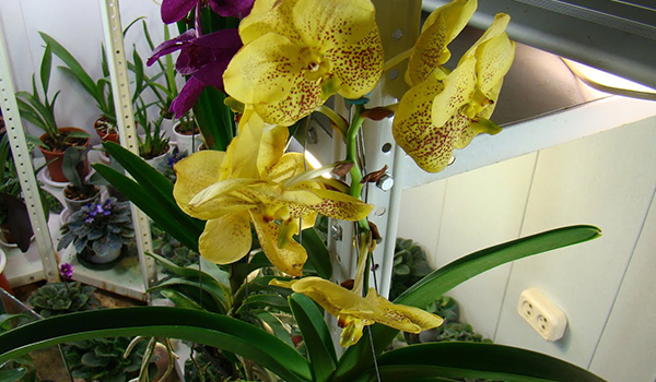 Дополнительное освещение орхидеи