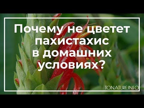 Почему не цветет пахистахис в домашних условиях? | toNature.Info