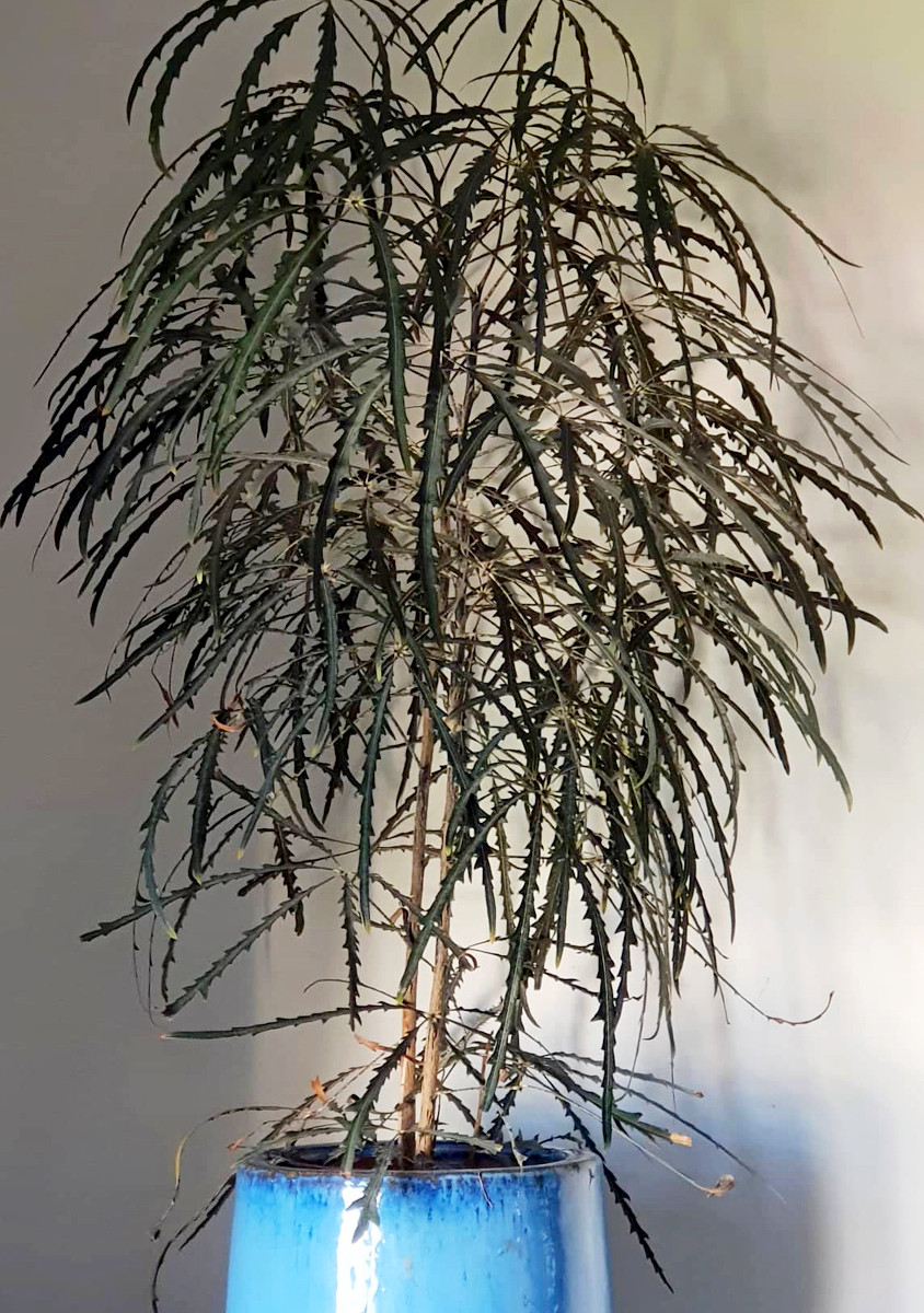 Дизиготека элегантная (Dizygotheca elegantissima), или Шеффлера элегантная (Schefflera elegantissima)