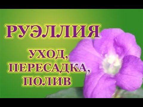 Руэллия, УХОД, ПЕРЕСАДКА, ПОЛИВ. Комнатные растения