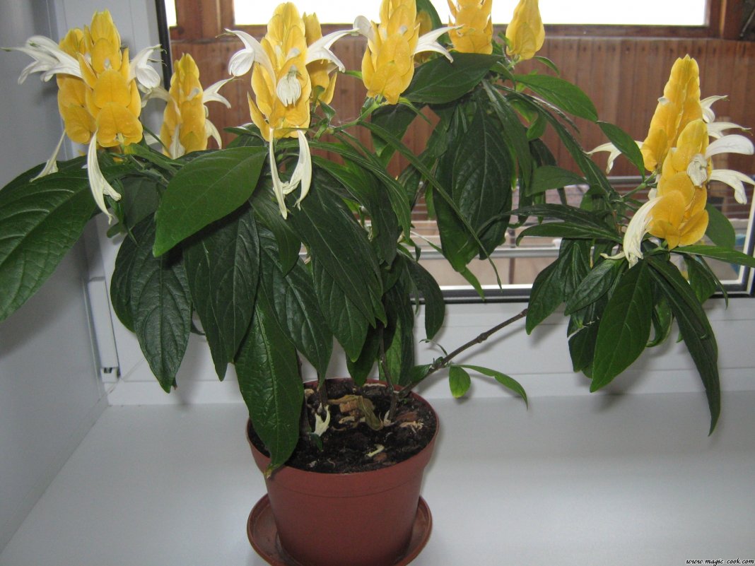 Пахистахис жёлтый (Pachystachys lutea)