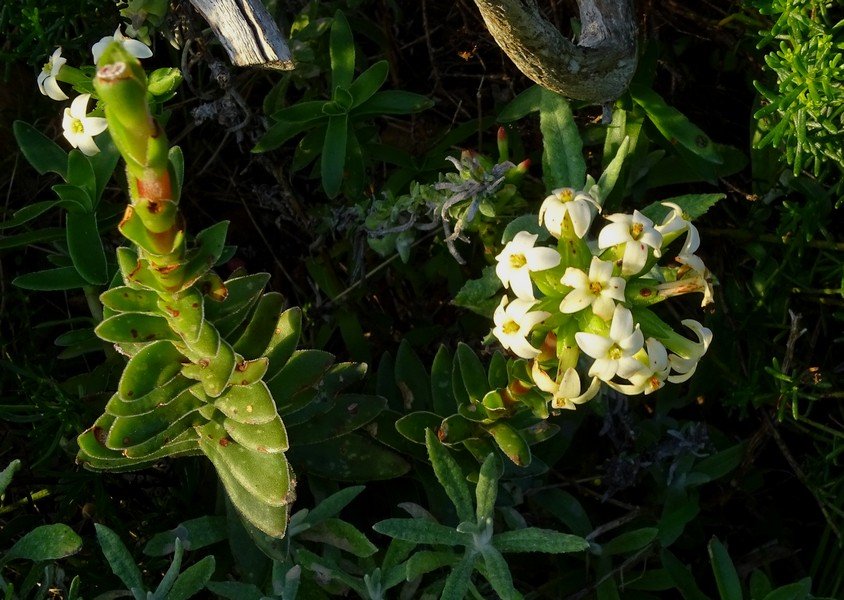 Рохея ароматнейшая (Crassula fascicularis)