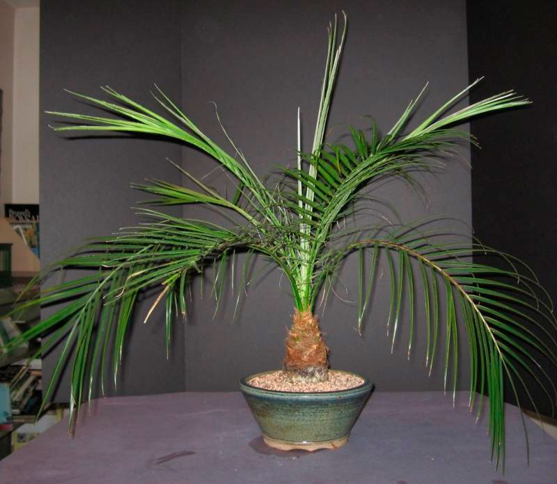 Финиковая пальма не растет