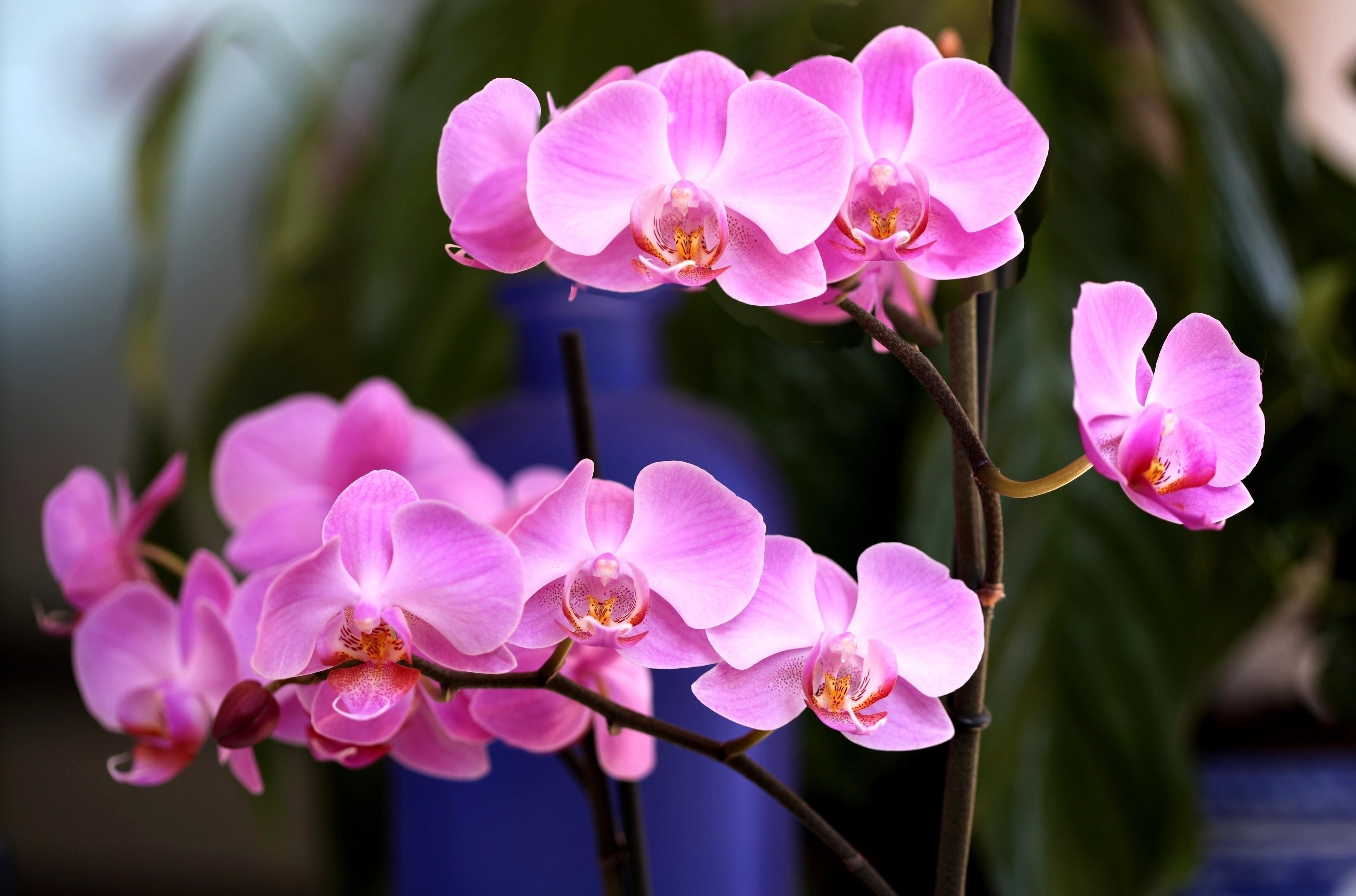5 лайфхаков, с которыми ваша орхидея наконец зацветет