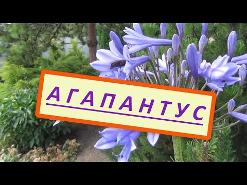 Как вырастить Агапантус, Африканскую лилию на севере Украины